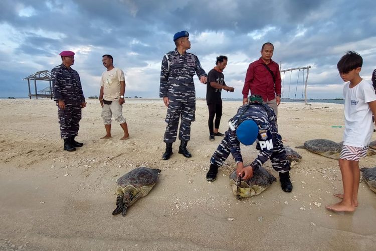 Sejumlah penyu yang diamankan hasil penggagalan upaya penyelundupan yang diungkap Tim Patroli Pangkalan TNI AL (Lanal) Denpasar, dilepasliarkan, Jumat (13/1/2023).