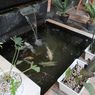 8 Tips Membuat Kolam Ikan Mini di Taman Kecil