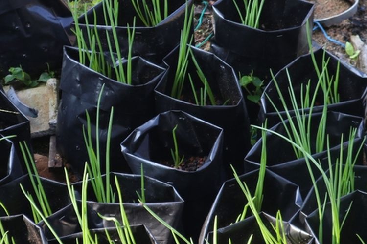 Ilustrasi menanam bawang merah di polybag. 