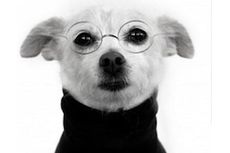 Ingin Kirim CV Lamaran Kerja, Pria Ini Malah Tak Sengaja Kirim Foto Anjing Berpakaian Mirip Steve Jobs