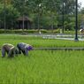 Lahan Pertanian Lampung Terendam Banjir hingga Puso, Mentan SYL Imbau Petani Ikut Program AUTP