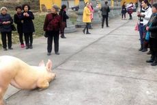 Kabur dari Peternakan, Babi Ini Bersujud di Sebuah Kuil Buddha di China