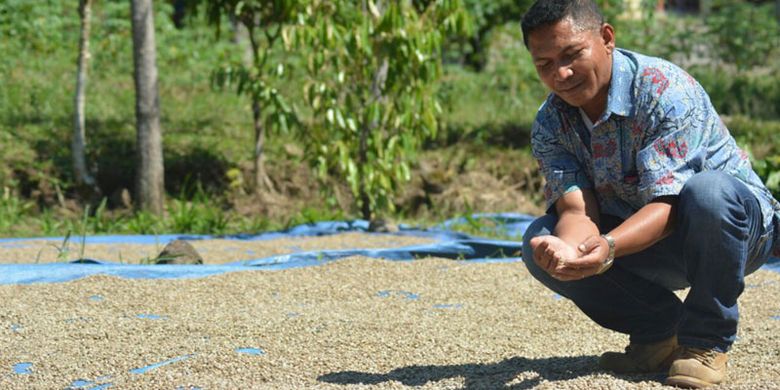 Seorang pengusaha kopi Lembu Nai sedang jemur kopi di Kampung Pelus, Kecamatan Pocoranaka, Kabupaten Manggarai Timur, Flores, Nusa Tenggara Timur pertengahan April 2018.