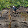 Peringati HMPI, BRGM Gencarkan Penanaman Mangrove