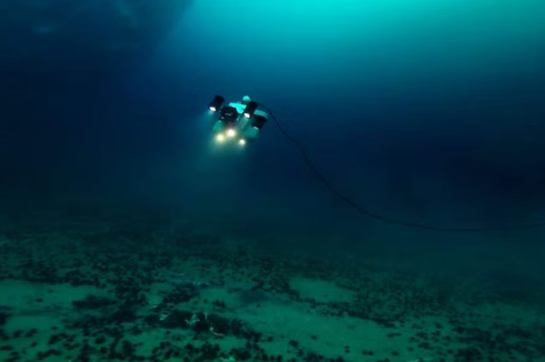 Rumput Laut Baru Ditemukan di Perairan Dalam Antartika