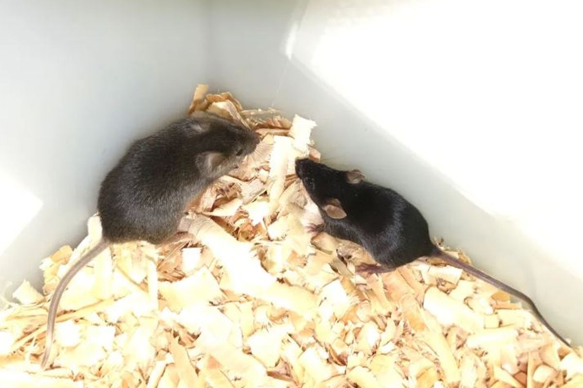 Tikus dewasa bipaternal dengan 18 perubahan genetik (kiri) ditampilkan di sebelah tikus yang tidak dimodifikasi dengan induk jantan dan induk betina (kanan).