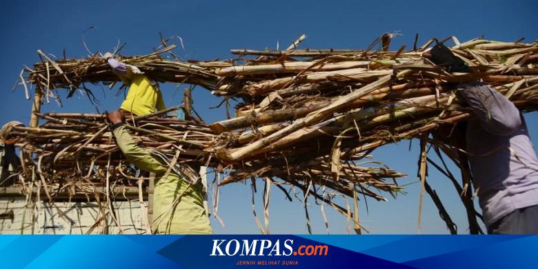  Ampas Tebu  Jadi Sumber Energi Alternatif