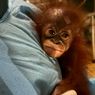 Warga Temukan Bayi Orangutan Tersesat di Kayong Utara, Alami Demam dan Dehidrasi