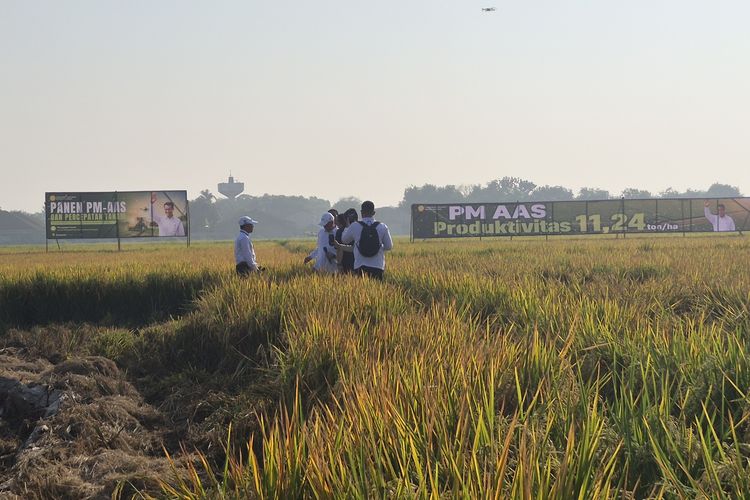 Selamatkan 30.000 Hektare Sawah dari El Nino, Kementan Siapkan Benih Tahan Kering dan Irigasi