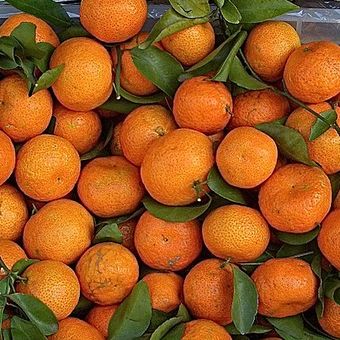 ilustrasi jeruk santang atau jeruk mandarin kecil. cara memilih jeruk santang manis bisa dilihat dari luarnya.