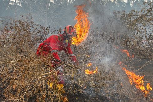 KLHK Sebut Kebakaran Hutan di Sumatera dan Kalimantan Tak Bakar Vegetasi Pohon