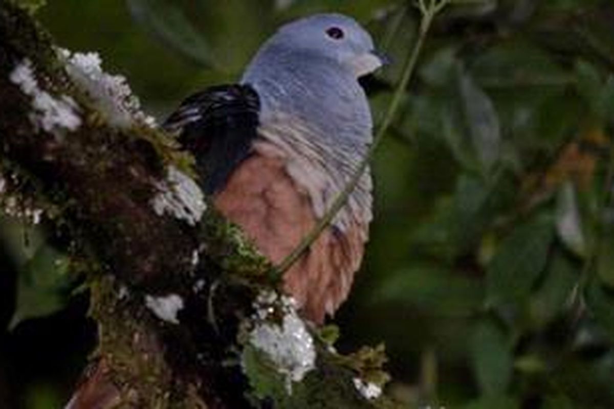 Pergam atau merpati kaisar (Ducula sp. nov.) yang ditemukan di Pegunungan Foja