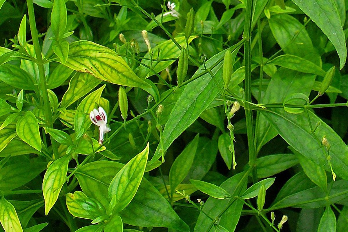 Ilustrasi tanaman sambiloto, daun sambiloto.