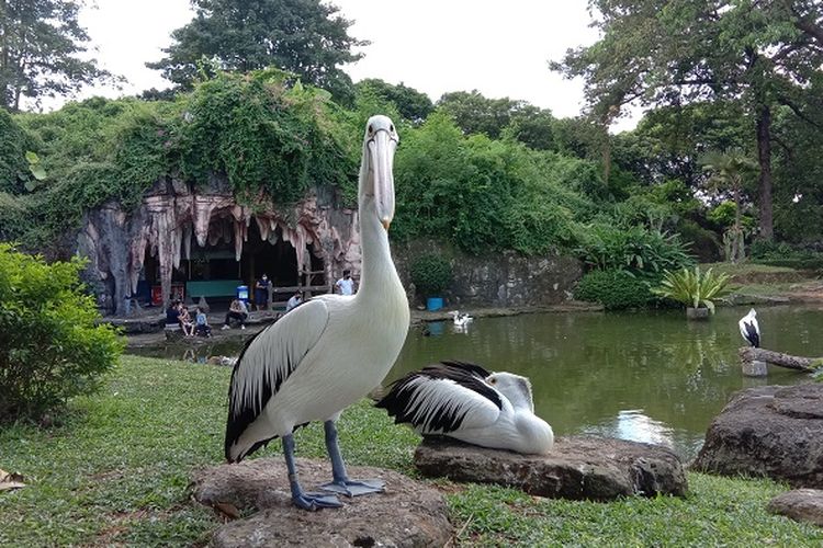 Burung pelikan yang bisa dihampiri dan dilihat oleh wisatawan saat berkunjung ke Taman Burung di Taman Mini Indonesia Indah (TMII), Minggu (5/7/2020).