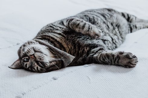 Kucing Berguling-guling di Dekat Kita, Ternyata Ini Maksudnya