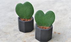 7 Tanaman Hias Paling Romantis untuk Hadiah Valentine 2026 