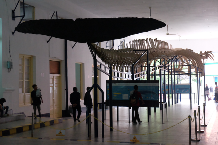 Museo Zoológico