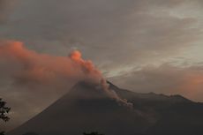 “Wedhus Gembel” Turun Gunung Begitu Cepat, Apa Rahasianya?