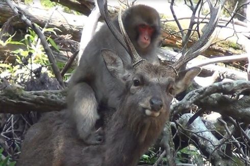Seks Tak Masuk Akal antara Monyet dan Rusa Rupanya Umum, Kok Bisa?