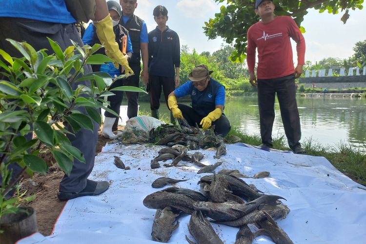 Gerebek Ikan Sapu-sapu di Rawa Kalibayem Bantul, Pemprov DIY Bakal Uji Kandungan Gizi