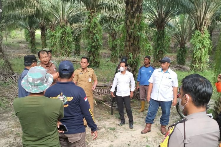 Petugas gabungan mendatangi lokasi kejadian sapi dimangsa harimau sumatera di kebun sawit PTPN V, di Kabupaten Siak, Riau, Senin (6/2/2023).