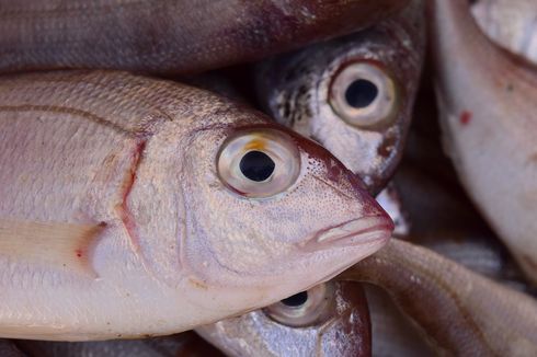 4 Cara Olah Ikan Segar Hasil Memancing agar Kualitasnya Tetap Baik