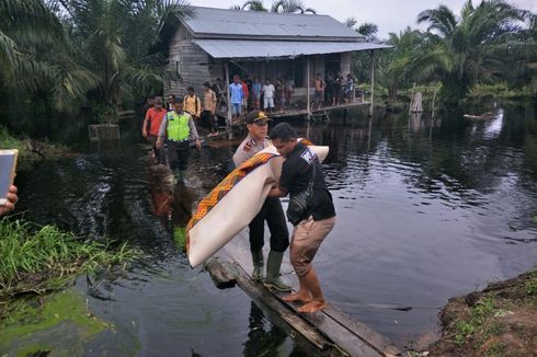 Mandi Banjir di Depan Rumah, Bocah di Riau Ini Tewas Diterkam Buaya