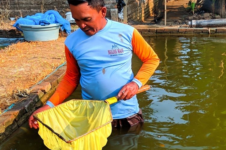 Ilustrasi budidaya ikan. 