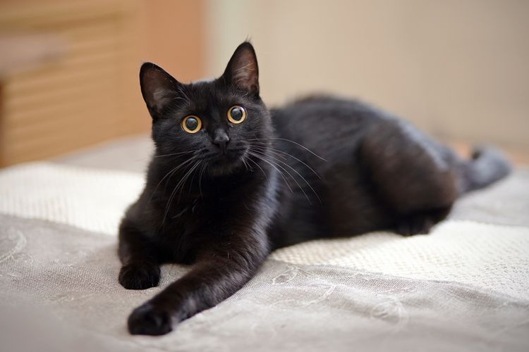Ilustrasi kucing hitam.
