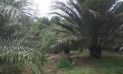 Serangga Penyerbuk Tanzania Siap Dongkrak Produktivitas Sawit Indonesia pada 2027