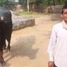 Menolak Diperah Susunya, Kerbau Ini Dilaporkan Pemiliknya ke Polisi