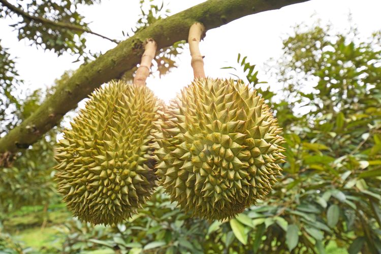 Ilustrasi durian, pohon durian.