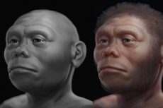 Mengenal Homo Floresiensis, Manusia Kerdil yang Hanya Ada di Indonesia