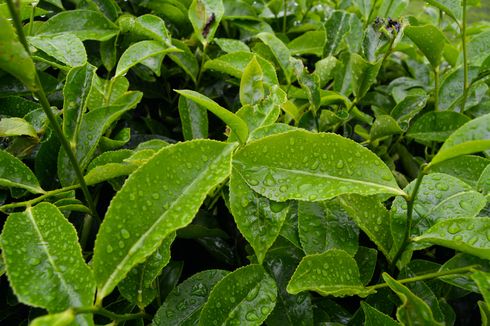 Struktur dan Fungsi Jaringan pada Daun