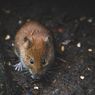 Cara Mudah Membedakan Kotoran Tikus dengan Cicak
