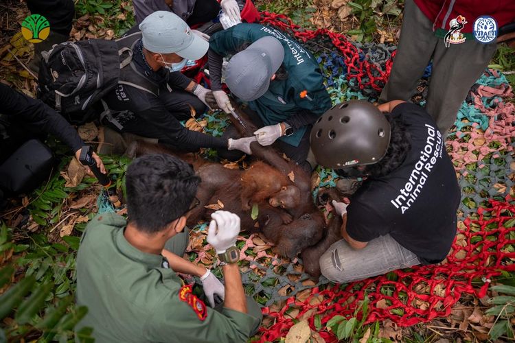 Terjebak Kepungan Api, Induk dan Anak Orangutan Diselamatkan dari Karhutla Ketapang