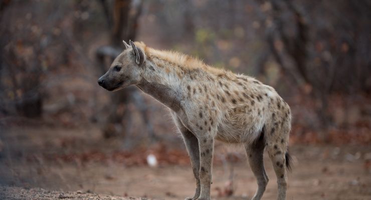 Halau Suhu Dingin, Neanderthal Pakai Kulit Hyena untuk Baju