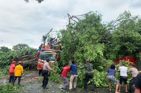 Pohon Beringin Tumbang Timpa Minibus di Wonogiri, Dua Penumpang Terluka
