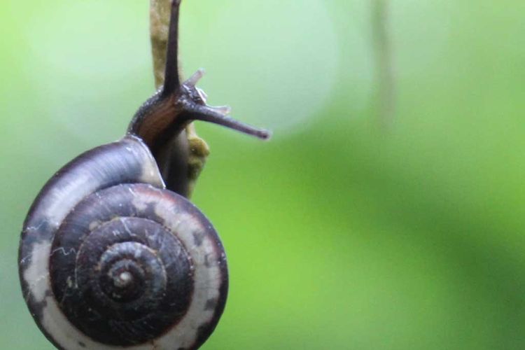 Landouria menorahensis, salah satu spesies baru keong darat yang ditemukan di Pulau Jawa