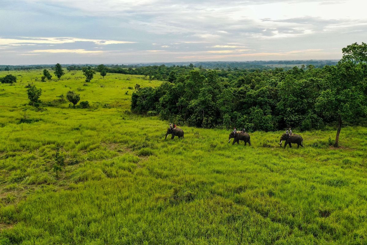 Mahout dari Camp ERU (Elephant Respons Unit) Tegal Yoso saat melakukan patroli gajah liar di Taman Nasional Way Kambas, Lampung Timur, Senin (4/1/2021). Total ada 8 gajah, 5 dewasa yang berpatroli di sekitaran Camp Tegal Yoso. Mereka mempunyai kewajiban untuk mencegah risiko konflik berbahaya antara manusia dan gajah liar di Taman Nasional Way Kambas.