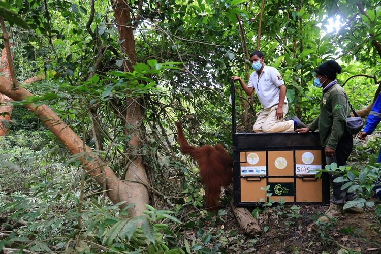 Orangutan sumatera berkelamin betina yang diperkirakan berusia 12 tahun ini dievakuasi dari areal perkebunan PT PISS di Desa Mekar Makmur, Kecamatan Sei Lepan, Kabupaten. Langkat pada Selasa (31/5/2022). Selanjutnya, ditransplantasi ke kawasan hutan restorasi Cinta Raja, TNGL.