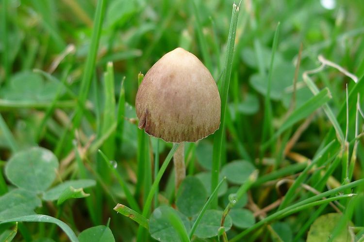 Ilustrasi magic mushroom atau jamur ajaib
