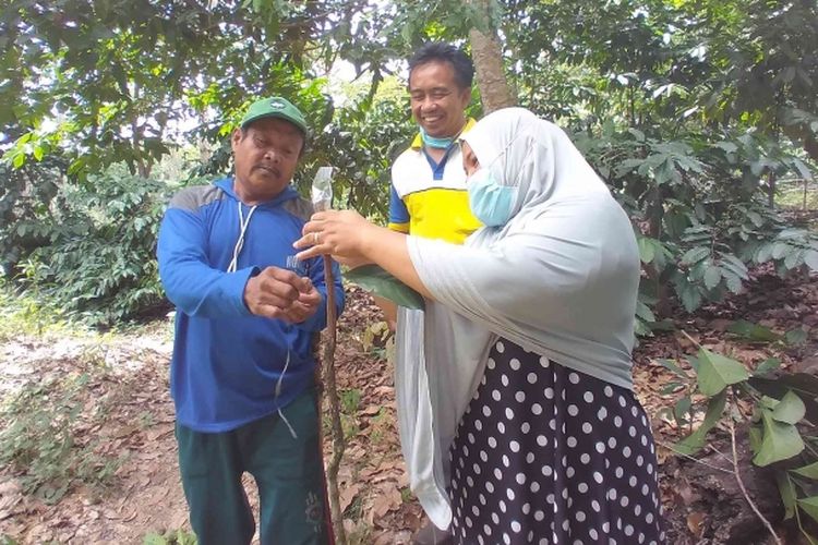 Belajar grafting kopi pada petani yang sudah ahli 