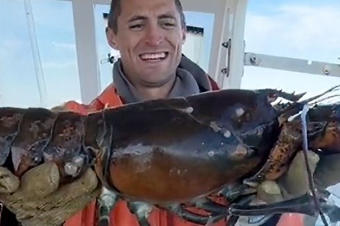 Nelayan AS Mengaku Tangkap Lobster Berusia 100 Tahun yang Dulu Pernah Ditangkap Kakeknya