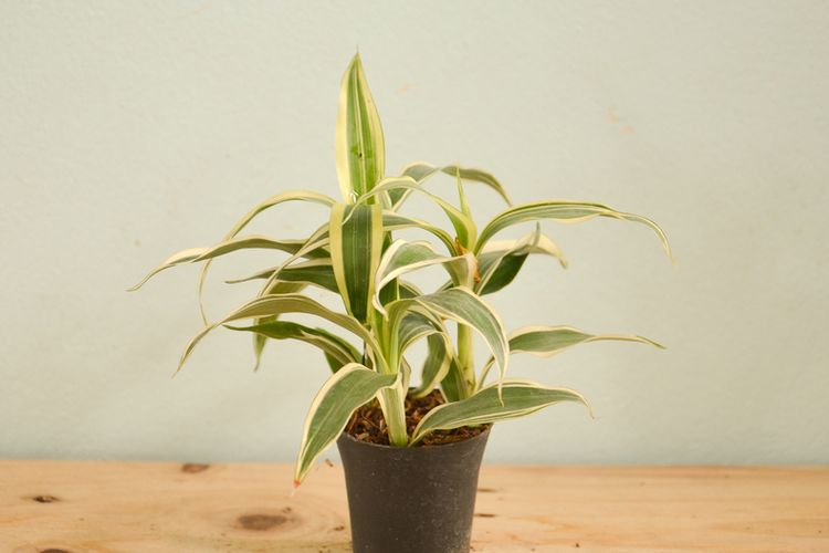 Ilustrasi tanaman hias Dracaena Sanderiana White Strip. 