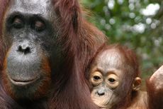 Kasih Induk Orangutan Sebesar Kasih Ibu, Ini Buktinya