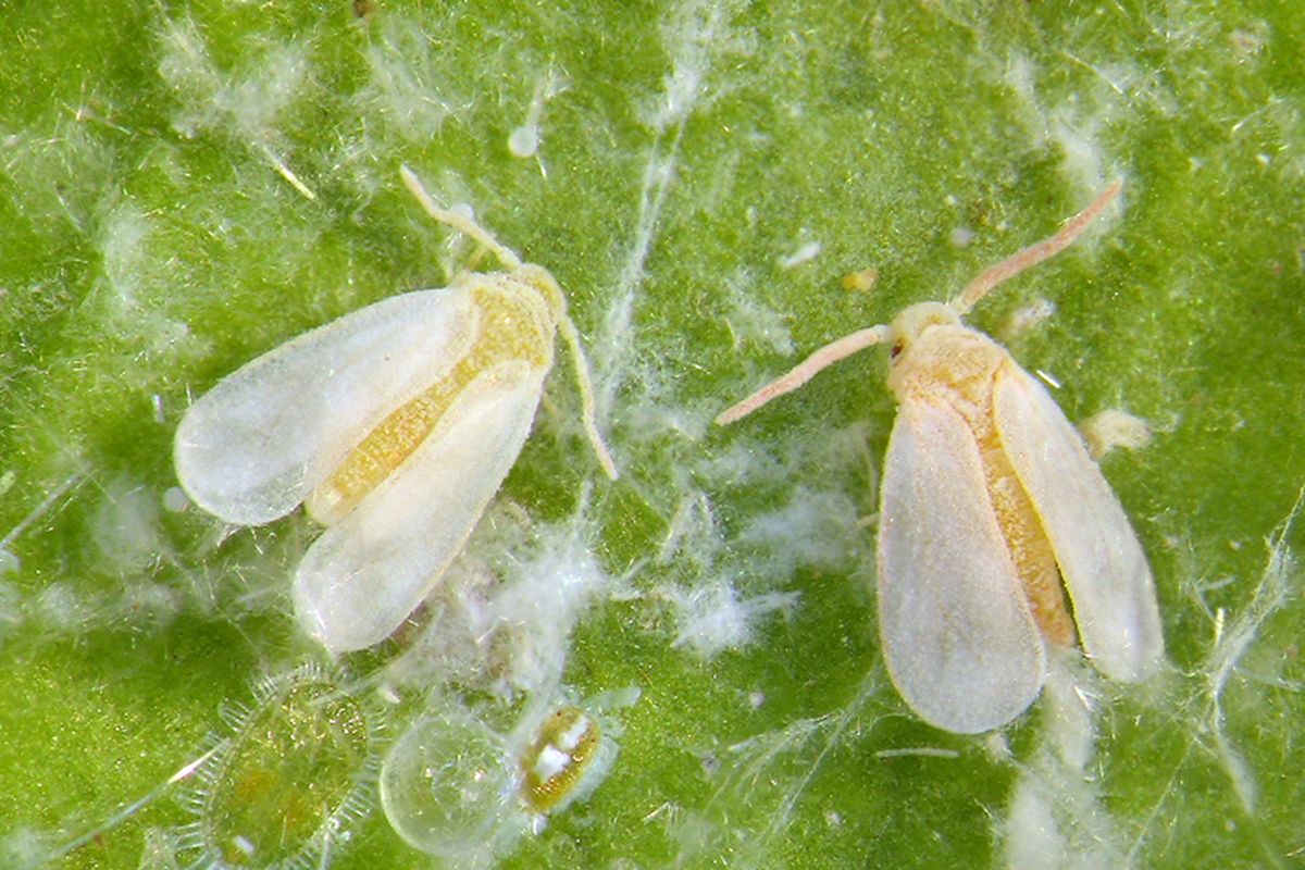 Ilustrasi hama kutu kebul (Bemisia tabaci). 
