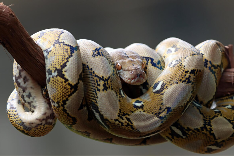 Studi mengungkapkan, panas ekstrem dan alih fungsi lahan bisa membuat 8.000 spesies mendekati kepunahan. Amfibi dan reptil paling rentan.