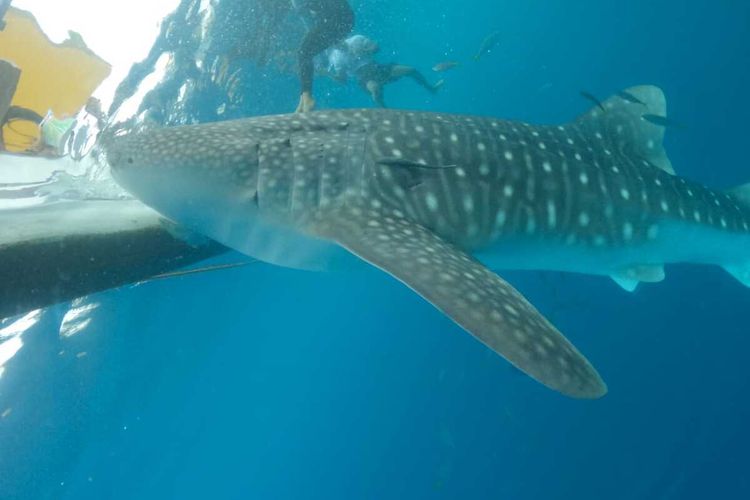 Tim Monitoring Hiu Paus Gorontalo menemukan seekor hiu paus dengan bekas luka di bagian tubuhnya saat bearad di perairan Botubarani Bone Bolango Provinsi Gorontalo. Hiu paus ini pernah datang ke lokasi ini dan telah diidentifikasi dengan nama ID GT40 pada tahun 2020, saat itu panjangnya 4 meter.