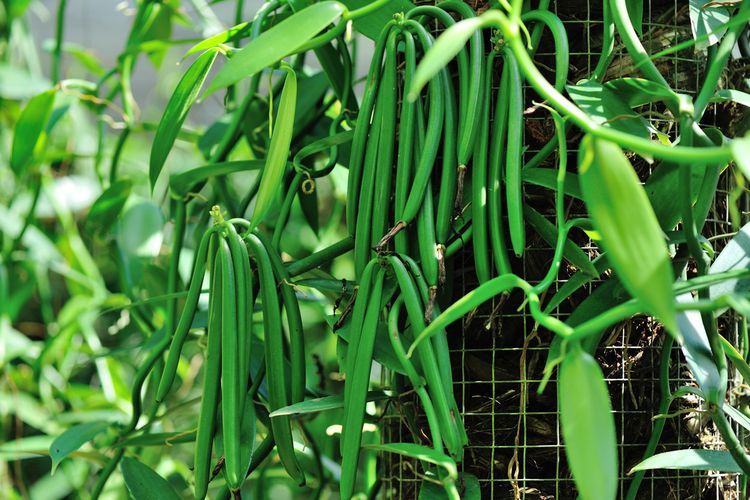 Ilustrasi vanili, tanaman vanili, budidaya vanili. 